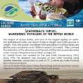 “Leatherback Turtles, Wandering Voyagers”