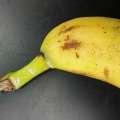‘Bunch Of Imported Bananas That Were Infested’