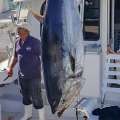 Photos: ‘Paradise One’ Hooks 770 Pound Tuna
