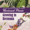 Medicinal Plants Growing In Bermuda Launch