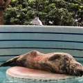 Grey Seal Currently Being ‘Observed & Cared For’