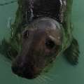 ‘Lou-Seal’ Chosen As Name Of Rescued Seal