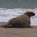 Video: Lou-Seal Released Back Into Ocean