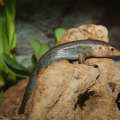 New Report On Skink Population Numbers