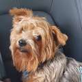Yorkshire Terrier Dog Stolen In Burglary [Found]