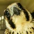 Peregrine Falcon Released After Rehabilitation