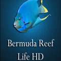 New Version Of Bermuda Reef App Released