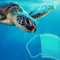 ‘Marine Life Don’t Need PPE Plastic Pollution’