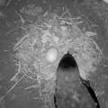 “Hatching Alert” For Online CahowCam 2