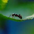 Entomologist Claire Jessey To Speak On Ants