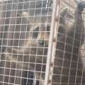 Raccoon “Captured And Humanely Euthanized”
