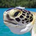 ‘The Rise And Fall Of Bermuda’s Sea Turtle’