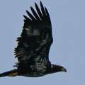 First Bald Eagle Reported In Bermuda In 34 Years