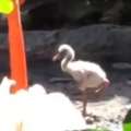 Video: BAMZ Welcomes New Flamingo Chick