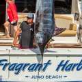 Photos: Fragrant Harbor Catches 493lb Marlin
