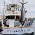 682lb Blue Marlin Caught By ‘Lunatico’ Crew