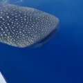 Video: Whale Shark Swims Up To Boat