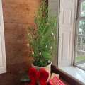 BNT: Rent A ‘Christmas Cedar Tree’ Programme
