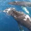 Video: BTA Highlights Humpback Whales