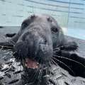 Grey Seal Is Eating Well & Has Gained Weight
