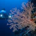 Column: Deep Sea Reefs Must Be Conserved