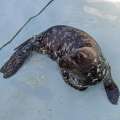 Seal Named “Northlands”, Set To Leave Island