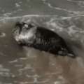 Video: Rescued Seal Released Back Into Ocean