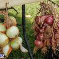 Photos, Video, 360: Onion Day At Carter House