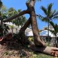 City Advised To Remove 176-Year-Old Tree