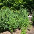 104 ‘Fully Grown Cannabis Plants’ Seized