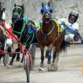 Latest Bermuda Harness Pony Racing Results