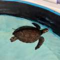 Video: ‘Scottie’ The Turtle Travels To Bermuda