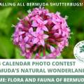 BNT Call For Entries In Calendar Photo Contest