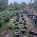 Police Seize 138 Cannabis Plants In St George’s