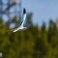 Photos: Bermuda Longtails At Cooper’s Island