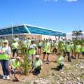 Appleby, Skyport Plant 100 Cedar Trees At Airport
