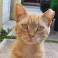 Appeal To Locate  Missing Cat ‘Cinnamon’