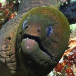 Moray Eel face
