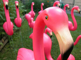 pink_flamingo22009-09-03-1251994248