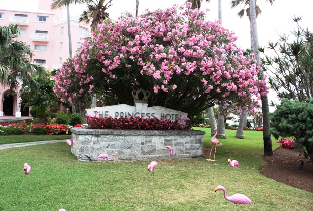 flamingos hamilton princess (2)