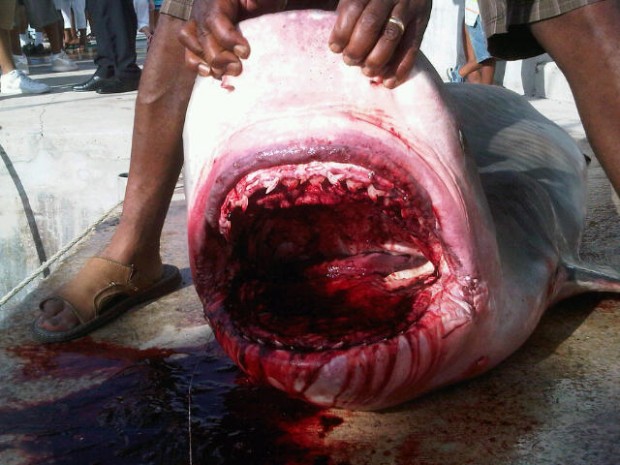shark mouth