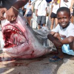 tiger shark july 2010 (7)
