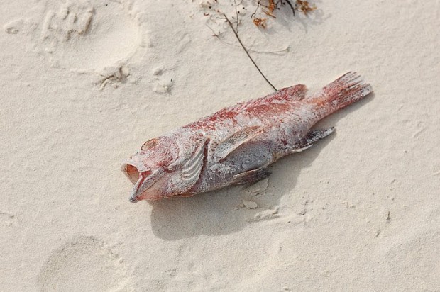 bermuda fish on beach