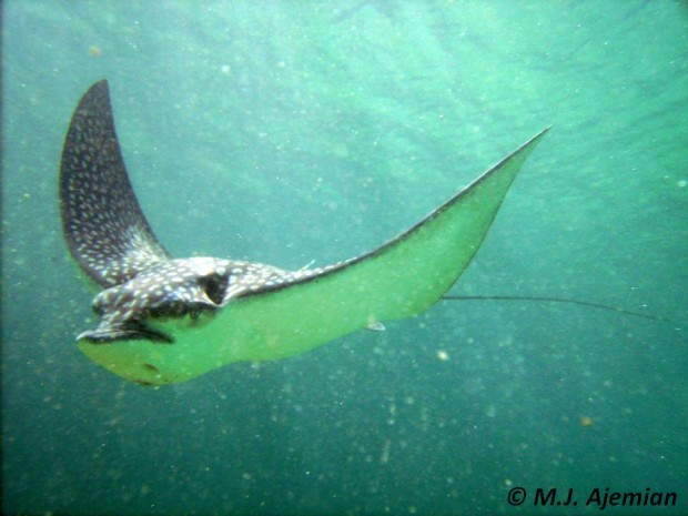 Spotted eagle ray