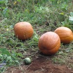 oct 23 pumpkin picking (7)