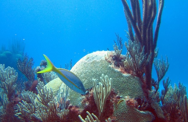bermuda coral reef