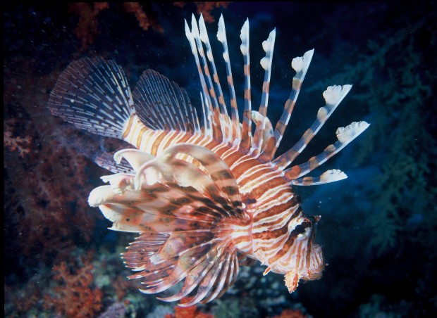 1Lionfish