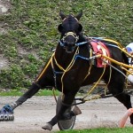 Harness Pony Racing Bermuda Jan 23rd 2011-1-6