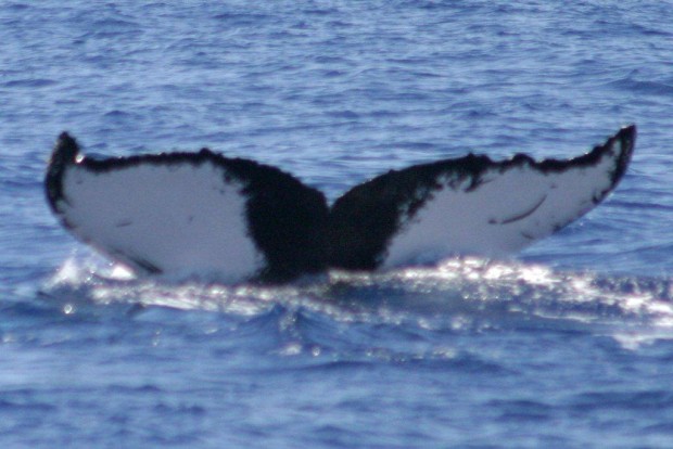 bermuda humpback whale fluke 2