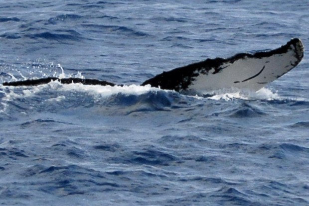 bermuda humpback whale fluke